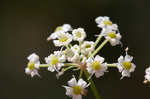 Stiff cowbane